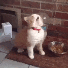 Забавные анимашки 28 Забавные анимашки 28