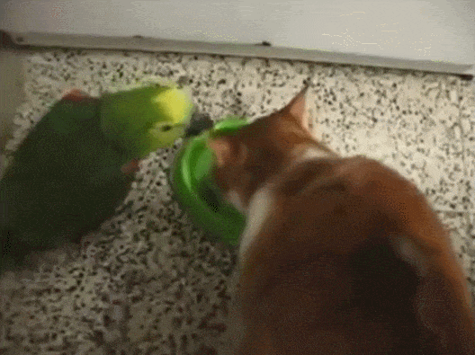 Забавные анимашки 28 Забавные анимашки 28