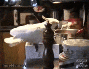 Забавные анимашки 41 Забавные анимашки 41