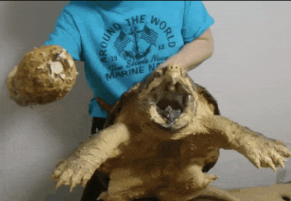 Забавные анимашки 41 Забавные анимашки 41