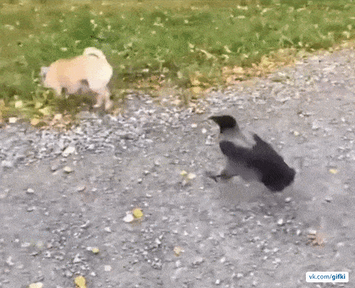 Забавные анимашки 42 Забавные анимашки 42