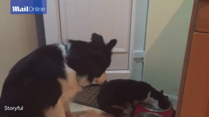 Забавные анимашки 42 Забавные анимашки 42